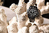 Chanel Luncheon for Première Ceramic Watch