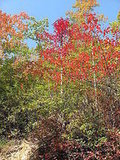 TN Foliage 2008