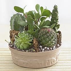 miniature cactus garden 