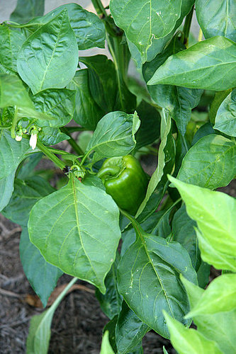 Midday Muse: How does your garden grow...