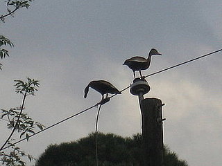 Tree ducks on wire- 1