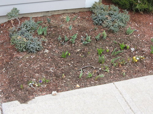 bulbs 4-14