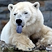 US lists polar bear as threatened species