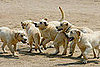 Cloned Dogs Fighting Crime in South Korea