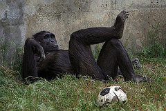 Are Human Rights For Non-Humans Too? Are Human Rights For Non-Humans Too?