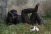 Are Human Rights For Non-Humans Too?