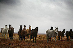 Spending Gone Wild: Proposal to Euthanize the West's Horses Spending Gone Wild: Proposal to Euthanize the West's Horses