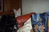 OK, This isn't exactly "IN" my handbag.......LOL......