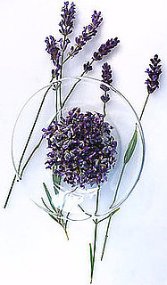 Definition: Lavender