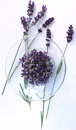 Definition: Lavender