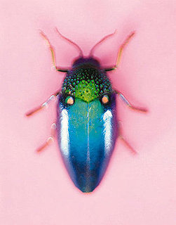 Weird Ingredients in Cosmetics