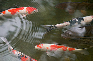 Something's Fishy About The Fish Pedicure 