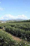 Chanel No 5 Tour of Grasse, France Jasmine Flower Fields Chanel No 5 Tour of Grasse, France Jasmine Flower Fields