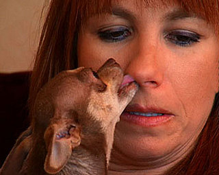 Real Housewives of NYC Do Tell: Pets Have Enemies, Too?
