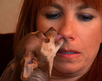 Real Housewives of NYC Do Tell: Pets Have Enemies, Too?