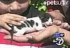 The Scoop: I Heart Kitty
