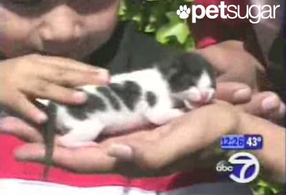The Scoop: I Heart Kitty