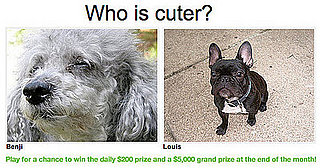 Play "Which Pet Is Cuter?" and Win Even More Money!