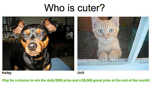 Have You Played "Which Pet Is Cuter?" for Money Yet?!