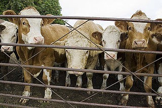 Study Shows Cow Herds Face North