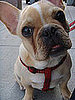 Has Your Pet Ever Won a Competition?