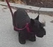 Barney's Barking, Biting Mad as His First Dog Term Ends Soon