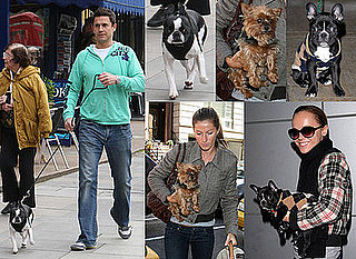 Pop Poll on Your Favourite Dog out of Jeremy Edwards' Molly, Christina Ricci's Ramon and Gisele Bundchen's furry friend