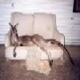 flyingroo