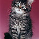 the cat