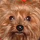YorkieLover YorkieLover