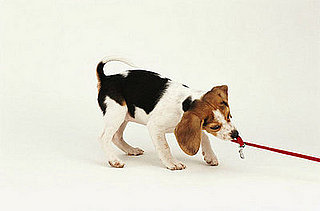 Fit Tip: Get a Dog Exercise Buddy