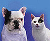 Which Pet Is Better For Your Health? Cats vs. Dogs