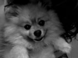 Wolfie