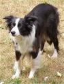 Favourite Breeds Of Dogs?