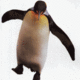Penguin lover