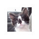 mozicat mozicat