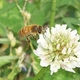 mikeshoneybees