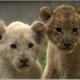 Lil Lion's picture