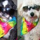 OXiLOVEmyPetsXO OXiLOVEmyPetsXO