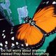 Butterflyone1