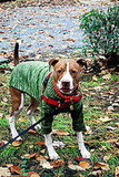 Clothing for Pit Bulls?