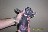 Sativa The Blue Pit Bull