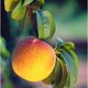 Peaches519 Peaches519