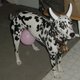 nowcow1