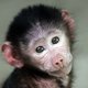 Baboon