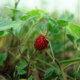 WildStrawberry