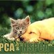 animal lover 33