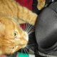 quotation cat quotation cat