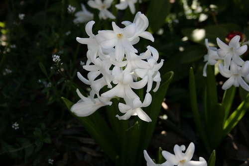 White Flowers