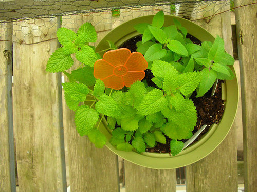 My Container Tea Garden
